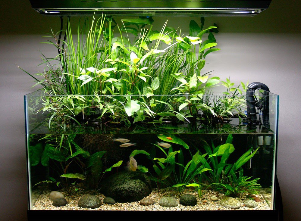 Using Online Aquarium Volume Calculators