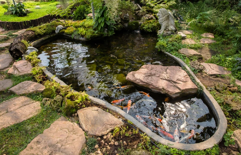 Koi-Fische: 16 interessante Fakten, die Sie kennen sollten 3 koi pond