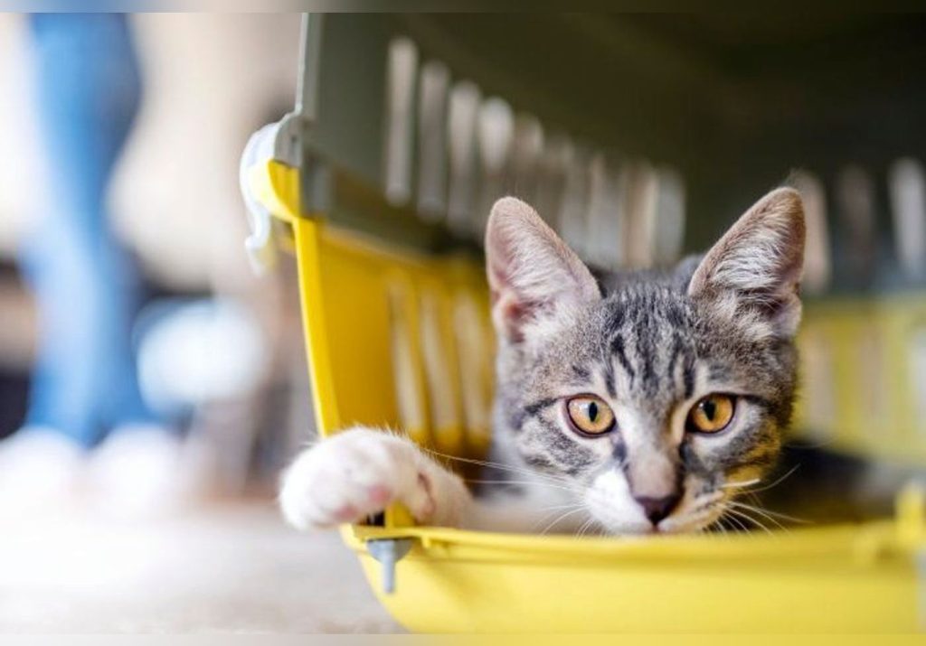 5 vom Tierarzt überprüfte Tipps, wie Sie das Spritzen Ihrer Katzen verhindern können 4 5 vom Tierarzt überprüfte Tipps, wie Sie das Spritzen Ihrer Katzen verhindern können