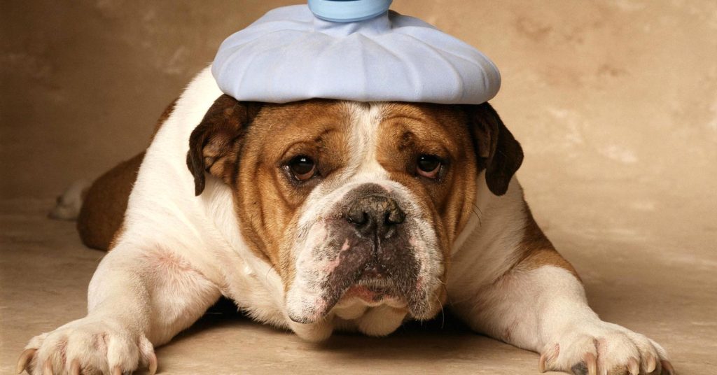 Pedialyte für Hunde: Ist es sicher? Vom Tierarzt anerkannter Gesundheits und Sicherheitsleitfaden 3 Gastrointestinal Upset