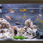 aquarium with cichlids fish