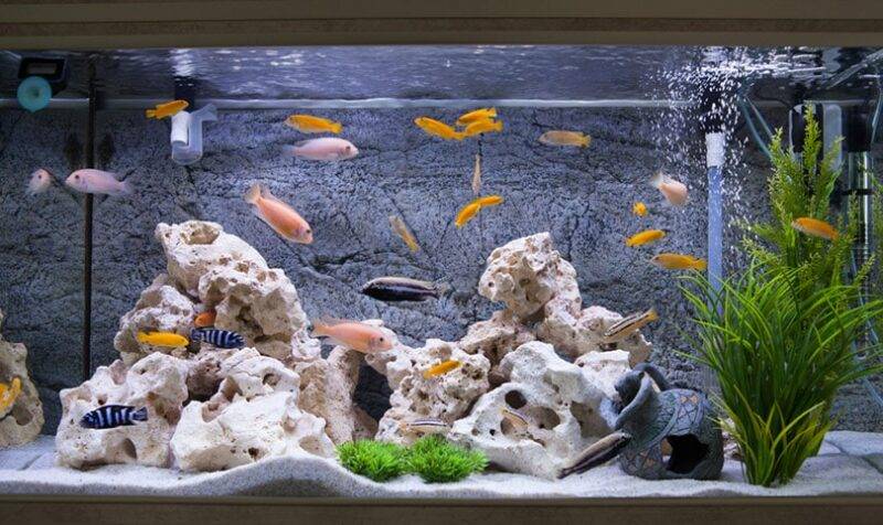 aquarium with cichlids fish