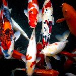 Koi Fish