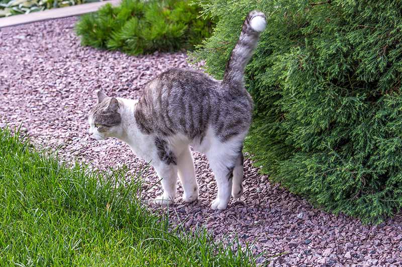 5 vom Tierarzt überprüfte Tipps, wie Sie das Spritzen Ihrer Katzen verhindern können 3 5 vom Tierarzt überprüfte Tipps, wie Sie das Spritzen Ihrer Katzen verhindern können