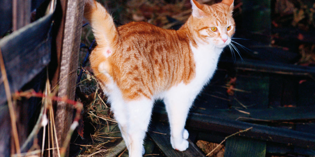 5 vom Tierarzt überprüfte Tipps, wie Sie das Spritzen Ihrer Katzen verhindern können 1 5 vom Tierarzt überprüfte Tipps, wie Sie das Spritzen Ihrer Katzen verhindern können