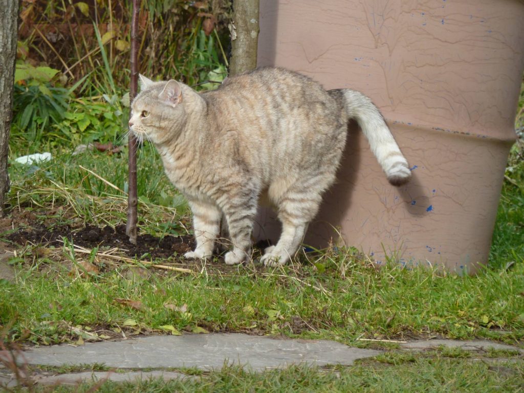 5 vom Tierarzt überprüfte Tipps, wie Sie das Spritzen Ihrer Katzen verhindern können 2 5 vom Tierarzt überprüfte Tipps, wie Sie das Spritzen Ihrer Katzen verhindern können
