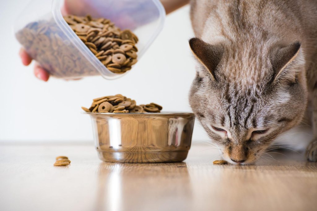 Wie man ein guter Katzenbesitzer wird: 10 vom Tierarzt bestätigte Tipps 4 Investieren Sie in hochwertiges Katzenfutter für eine gute Gesundheit