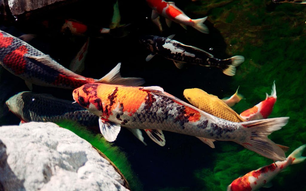 Koi-Fische: 16 interessante Fakten, die Sie kennen sollten 4 Koi-Fische