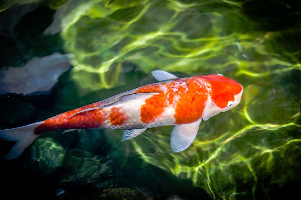 Koi-Fische: 16 interessante Fakten, die Sie kennen sollten 1 Koi-Fische