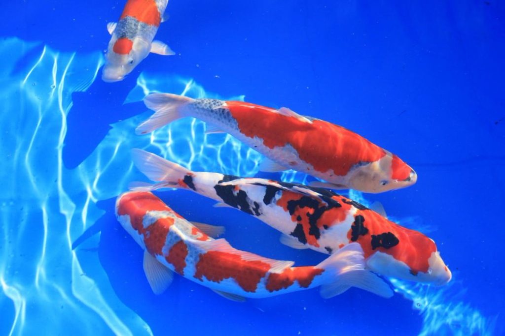 Koi-Fische: 16 interessante Fakten, die Sie kennen sollten 5 Koi-Fische