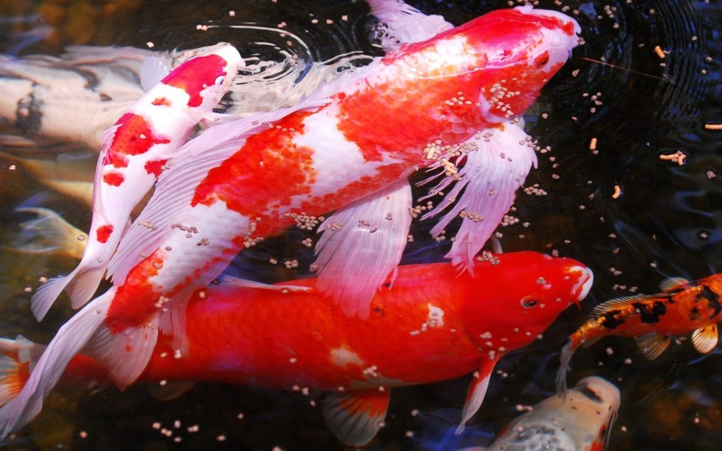 Koi-Fische: 16 interessante Fakten, die Sie kennen sollten 6 Koi-Fische