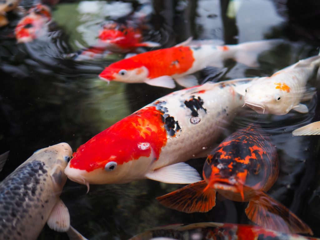 Koi-Fische: 16 interessante Fakten, die Sie kennen sollten 7 Koi-Fische