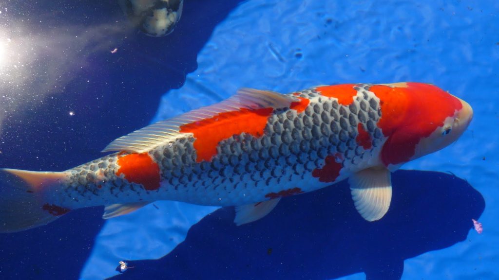 Koi-Fische: 16 interessante Fakten, die Sie kennen sollten 8 Koi-Fische