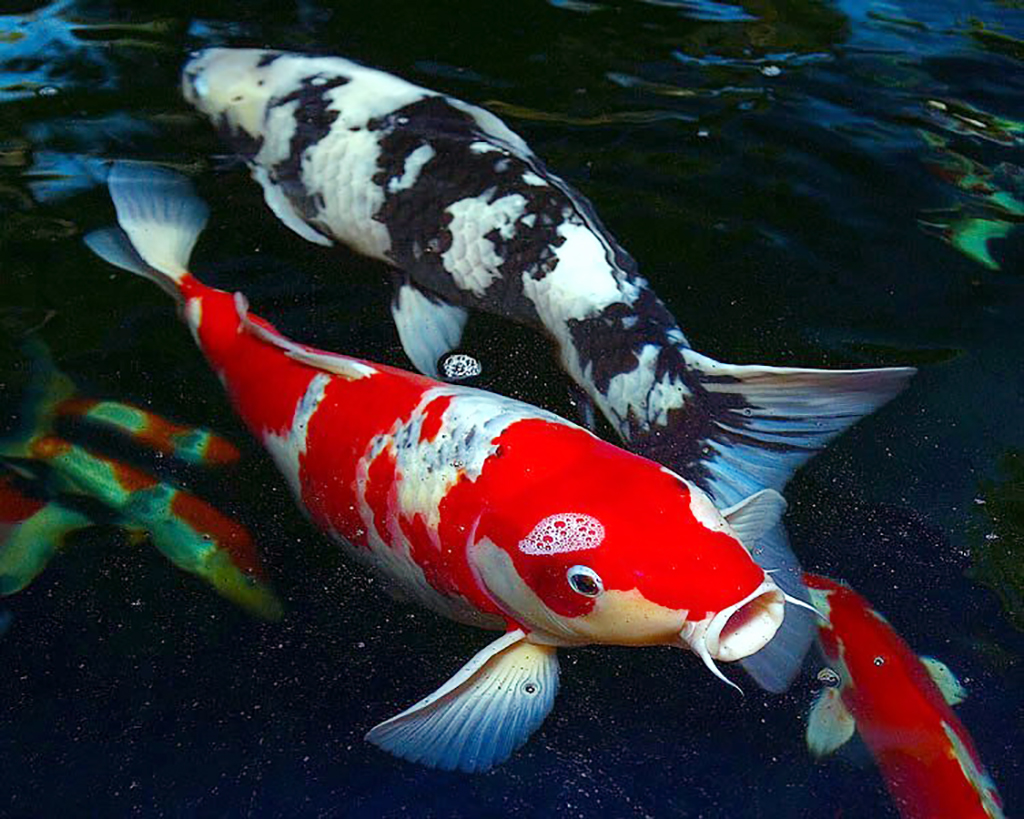 Koi-Fische: 16 interessante Fakten, die Sie kennen sollten 9 Koi-Fische