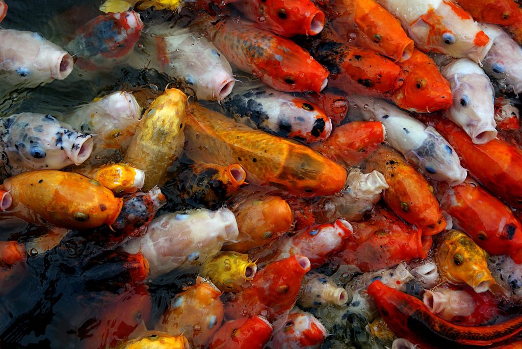 Koi-Fische: 16 interessante Fakten, die Sie kennen sollten 10 Koi-Fische