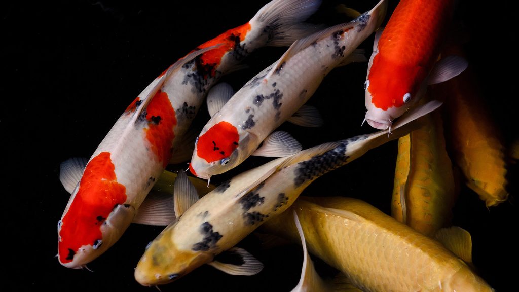 Koi-Fische: 16 interessante Fakten, die Sie kennen sollten 11 Koi-Fische