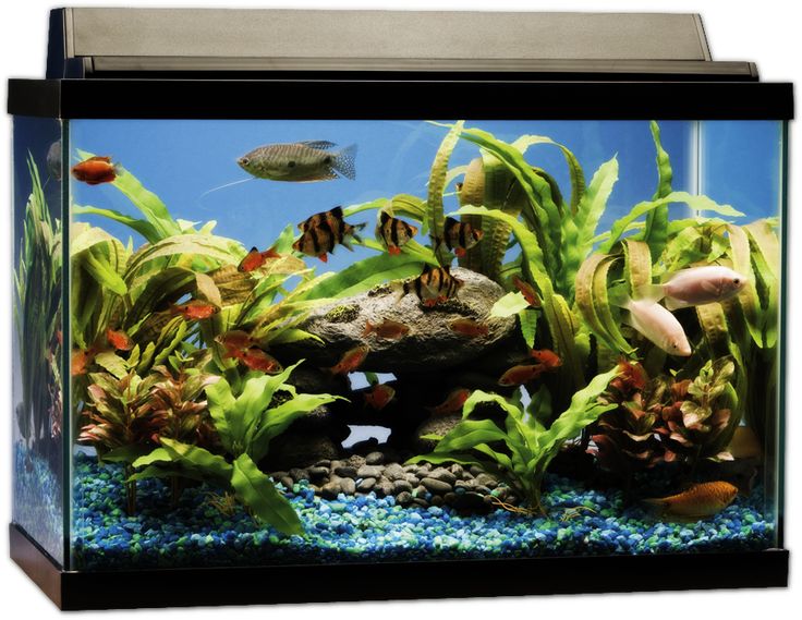 Measuring a Standard Rectangular Aquarium