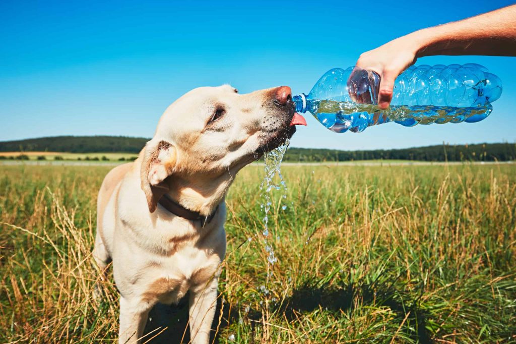Pedialyte für Hunde: Ist es sicher? Vom Tierarzt anerkannter Gesundheits und Sicherheitsleitfaden 1 Pedialyte für Hunde: Ist es sicher? Vom Tierarzt anerkannter Gesundheits- und Sicherheitsleitfaden