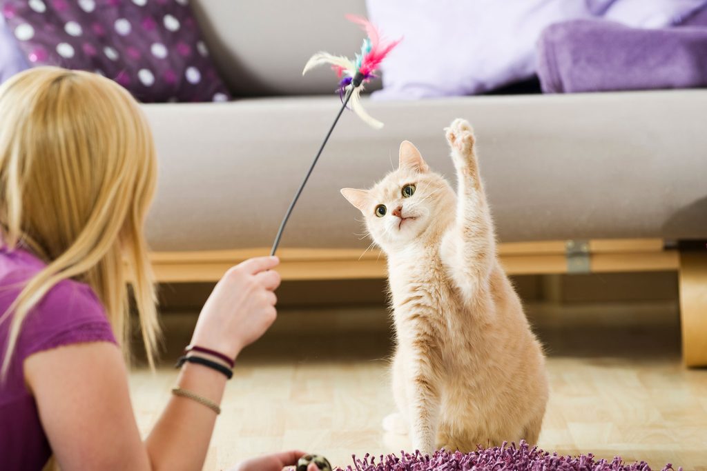 Wie man ein guter Katzenbesitzer wird: 10 vom Tierarzt bestätigte Tipps 5 Planen Sie jeden Tag gemeinsame Spielze