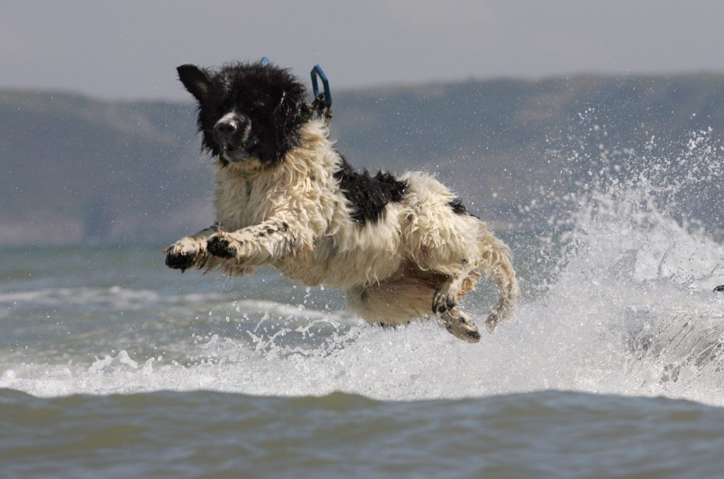 8 häufige Gesundheitsprobleme Sie kennen ihn nicht über den portugiesischen Wasserhund 2 Portuguese Water Dog Health Issues 8 Common Concerns & Treatments