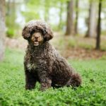 portuguese water dog in the forest