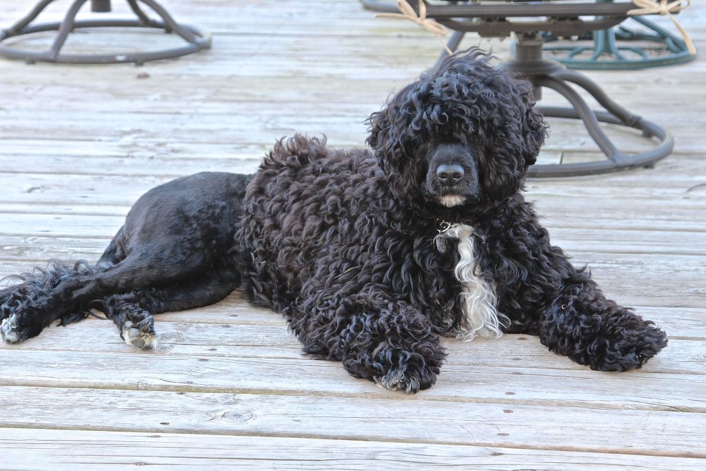 8 häufige Gesundheitsprobleme Sie kennen ihn nicht über den portugiesischen Wasserhund 3 Portuguese Water Dog Health Issues 8 Common Concerns & Treatments