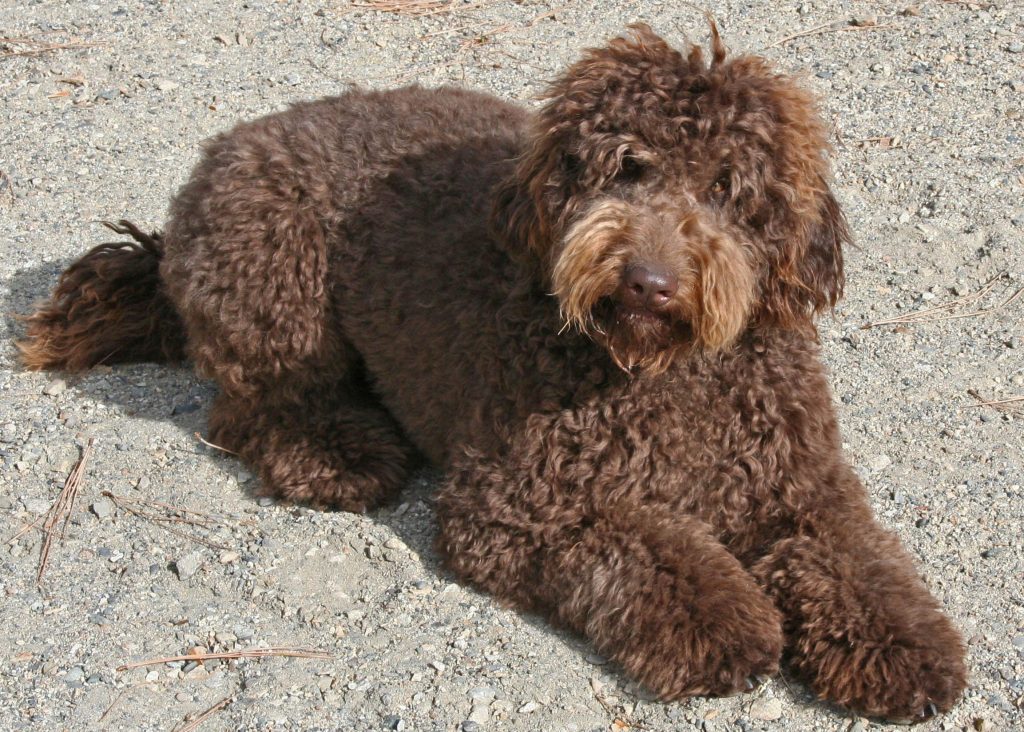 8 häufige Gesundheitsprobleme Sie kennen ihn nicht über den portugiesischen Wasserhund 4 Portuguese Water Dog Health Issues 8 Common Concerns & Treatments