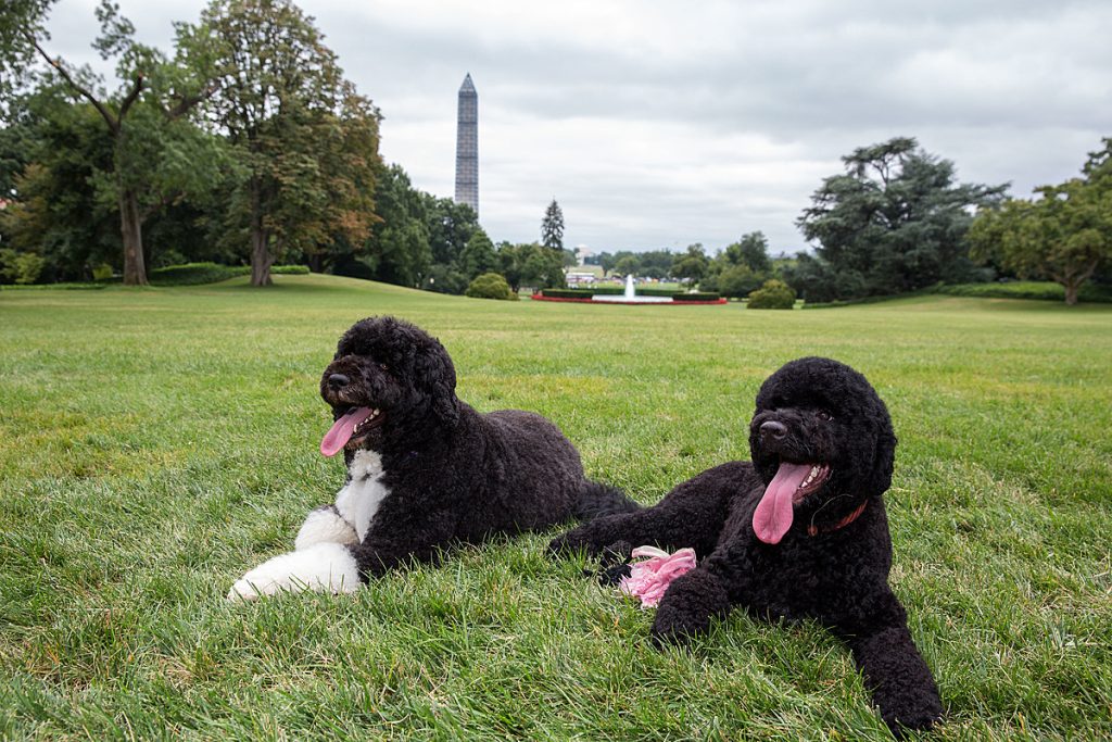 8 häufige Gesundheitsprobleme Sie kennen ihn nicht über den portugiesischen Wasserhund 5 Portuguese Water Dog Health Issues 8 Common Concerns & Treatments
