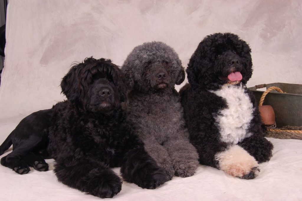 8 häufige Gesundheitsprobleme Sie kennen ihn nicht über den portugiesischen Wasserhund 6 Portuguese Water Dog Health Issues 8 Common Concerns & Treatments