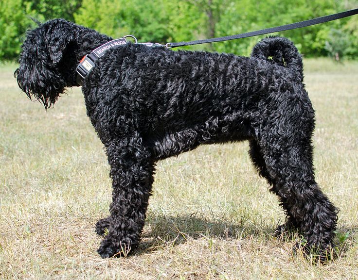 8 häufige Gesundheitsprobleme Sie kennen ihn nicht über den portugiesischen Wasserhund 7 Portuguese Water Dog Health Issues 8 Common Concerns & Treatments