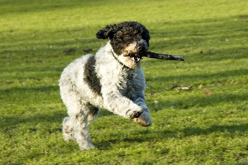 8 häufige Gesundheitsprobleme Sie kennen ihn nicht über den portugiesischen Wasserhund 8 Portuguese Water Dog Health Issues 8 Common Concerns & Treatments