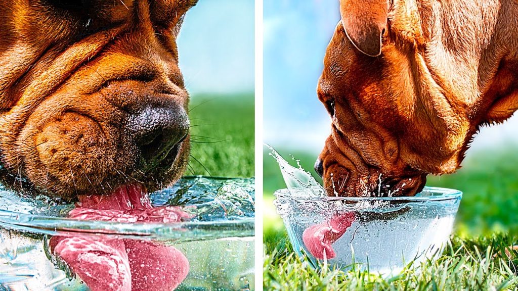 Pedialyte für Hunde: Ist es sicher? Vom Tierarzt anerkannter Gesundheits und Sicherheitsleitfaden 2 Risiken der Verabreichung von Pedialyte an Hunde