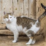 So verhindern Sie, dass Ihre Katze spritzt: 5 vom Tierarzt geprüfte Tipps