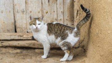 So verhindern Sie, dass Ihre Katze spritzt: 5 vom Tierarzt geprüfte Tipps