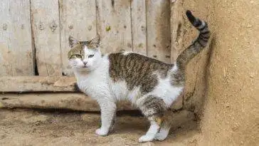 So verhindern Sie, dass Ihre Katze spritzt: 5 vom Tierarzt geprüfte Tipps
