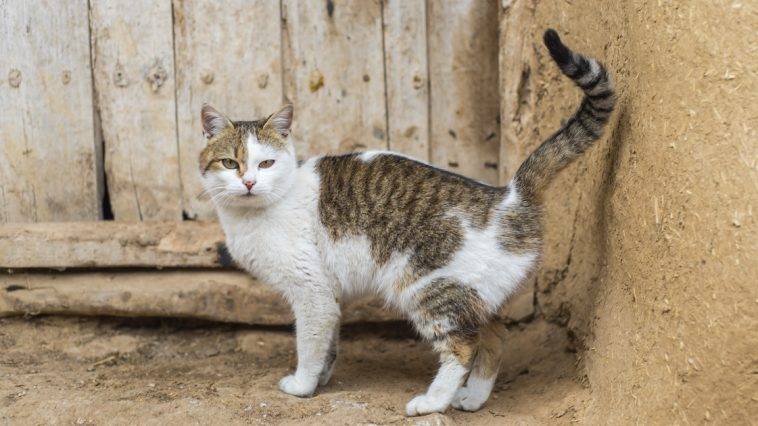 So verhindern Sie, dass Ihre Katze spritzt: 5 vom Tierarzt geprüfte Tipps