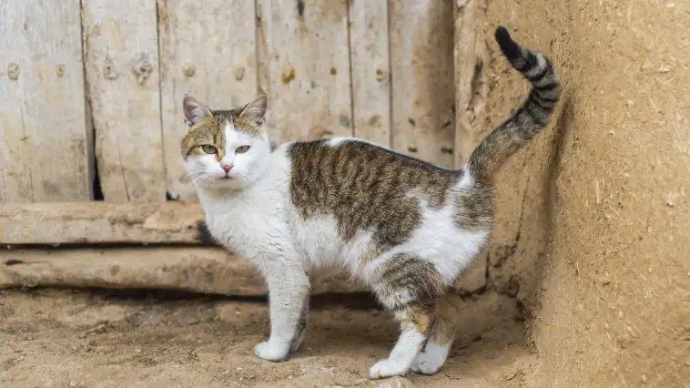 So verhindern Sie, dass Ihre Katze spritzt: 5 vom Tierarzt geprüfte Tipps