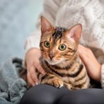 cat sitting on owners lap
