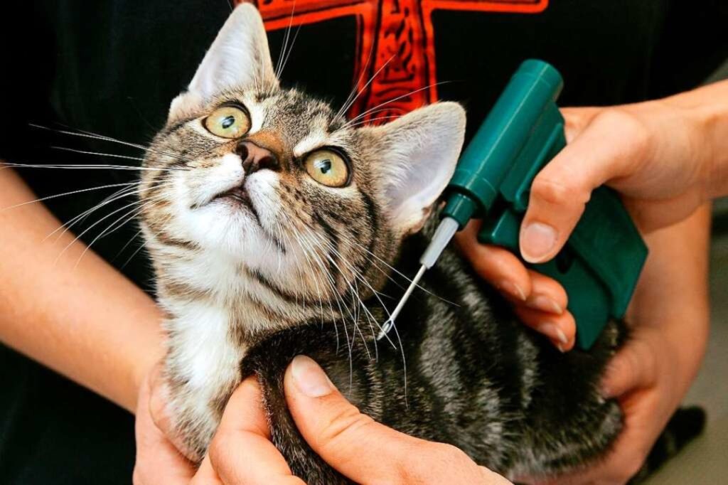 Wie man ein guter Katzenbesitzer wird: 10 vom Tierarzt bestätigte Tipps 2 Vergessen Sie nicht, einen Mikrochip zu verwenden