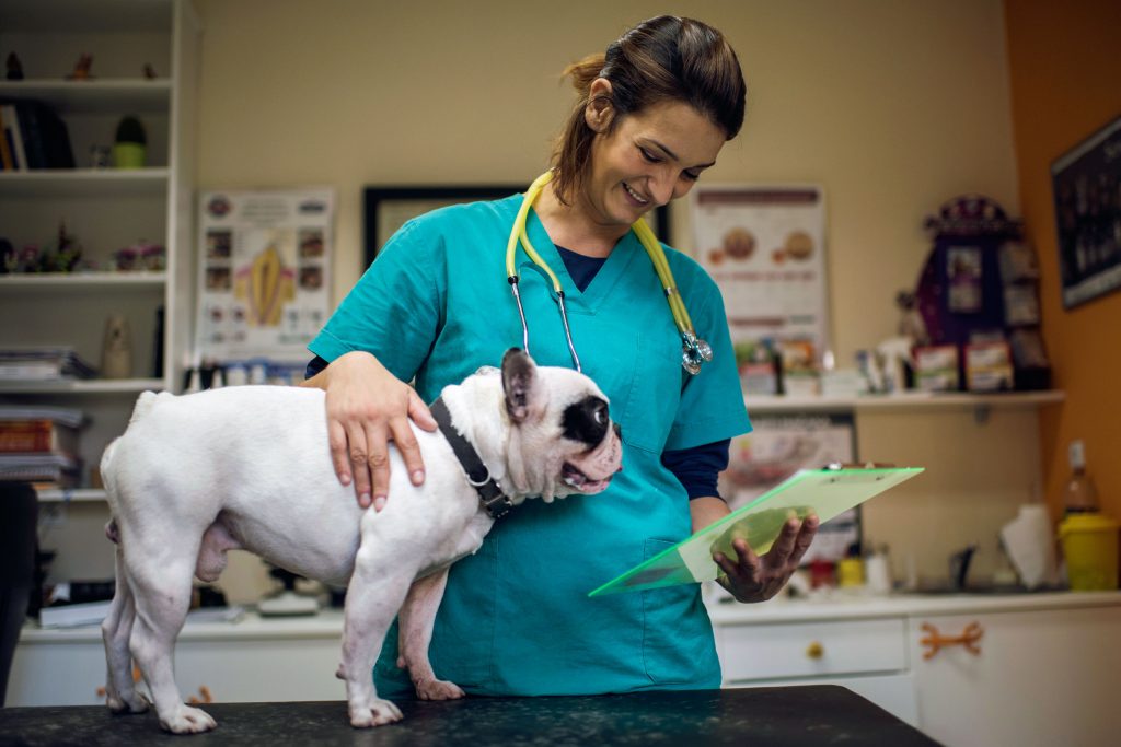 Pedialyte für Hunde: Ist es sicher? Vom Tierarzt anerkannter Gesundheits und Sicherheitsleitfaden 6 Veterinärmedizinische Versorgung