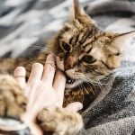 cat chewing finger