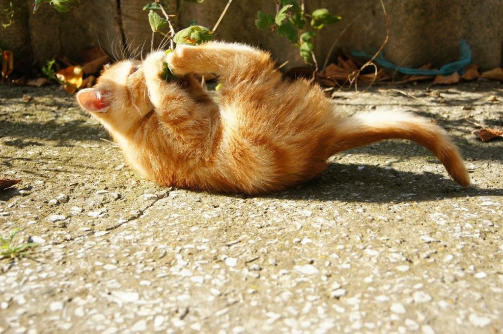 Warum wedelt meine Katze mit ihrem Schwanz? Lassen Sie uns 7 häufige Gründe und Fragen entdecken. 1 Warum wedelt meine Katze mit dem Schwanz?
