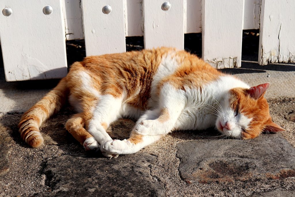 Warum wedelt meine Katze mit ihrem Schwanz? Lassen Sie uns 7 häufige Gründe und Fragen entdecken. 5 Warum wedelt meine Katze mit dem Schwanz?