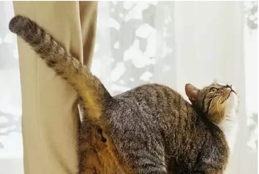 Warum wedelt meine Katze mit ihrem Schwanz? Lassen Sie uns 7 häufige Gründe und Fragen entdecken. 3 Warum wedelt meine Katze mit dem Schwanz?