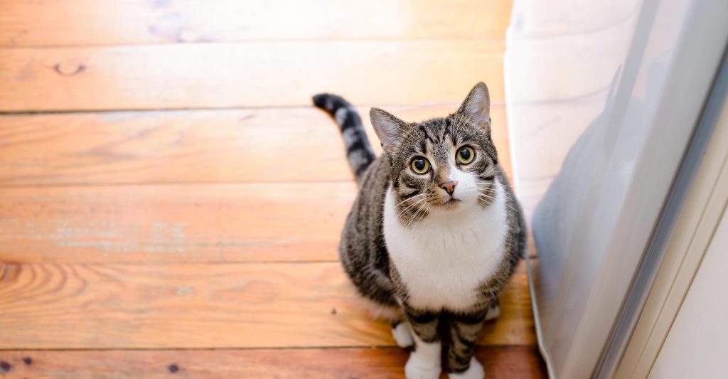 Warum wedelt meine Katze mit ihrem Schwanz? Lassen Sie uns 7 häufige Gründe und Fragen entdecken. 2 Warum wedelt meine Katze mit dem Schwanz?