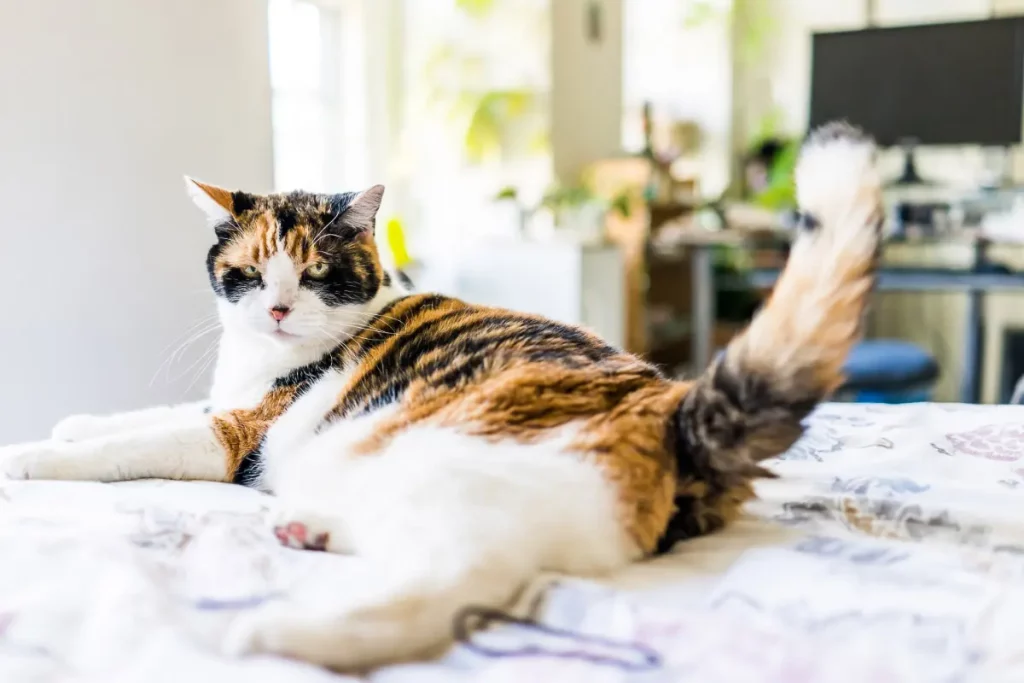 Warum wedelt meine Katze mit ihrem Schwanz? Lassen Sie uns 7 häufige Gründe und Fragen entdecken. 10 Warum wedelt meine Katze mit dem Schwanz?