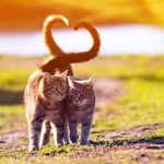 Warum wedelt meine Katze mit dem Schwanz?