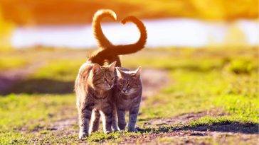 Warum wedelt meine Katze mit dem Schwanz?