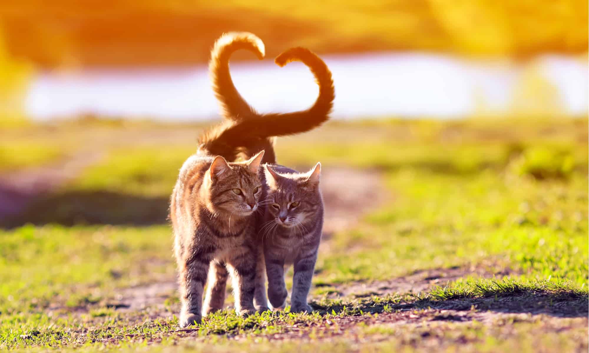 Warum wedelt meine Katze mit dem Schwanz?