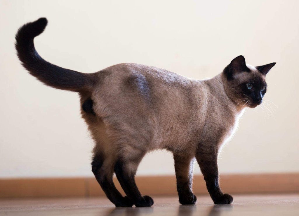Warum wedelt meine Katze mit ihrem Schwanz? Lassen Sie uns 7 häufige Gründe und Fragen entdecken. 9 Warum wedelt meine Katze mit dem Schwanz?